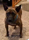 Twizzler - ADOPTED 06.27.19