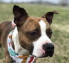 Armadeus - ADOPTED 08.19.19