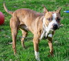 Armadeus - ADOPTED 08.19.19