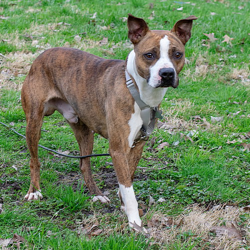Armadeus - ADOPTED 08.19.19