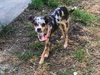 Kiwi - ADOPTED 04.28.19