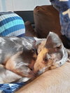 Kiwi - ADOPTED 04.28.19