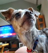 Kiwi - ADOPTED 04.28.19