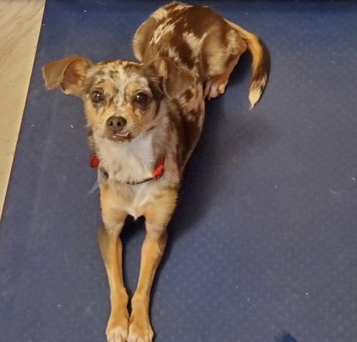 Kiwi - ADOPTED 04.28.19