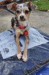 Kiwi - ADOPTED 04.28.19