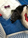 Ns Litter Drake - ADOPTED 05.16.19