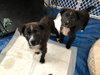 Ns Litter Drake - ADOPTED 05.16.19