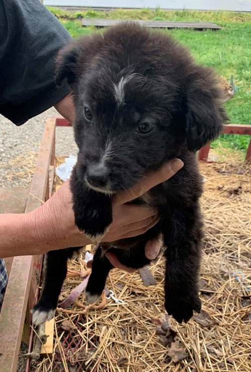 Ns Litter Drake - ADOPTED 05.16.19
