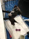 Ns Litter Sully - ADOPTED 06.04.19