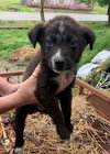 Ns Litter Sully - ADOPTED 06.04.19