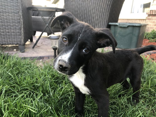 Ns Litter Sully - ADOPTED 06.04.19
