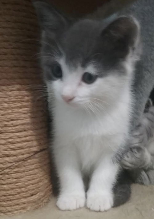 Yc Litter Dabney - ADOPTED 05.22.19