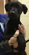 Sheldon - ADOPTED 05.31.19