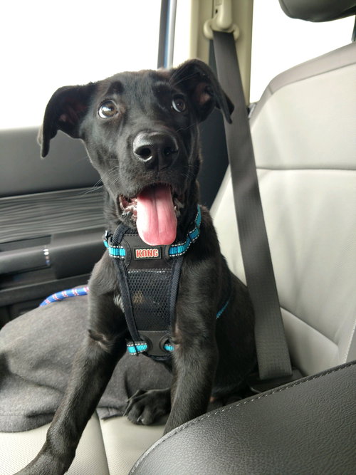 Sheldon - ADOPTED 05.31.19