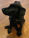 Sheldon - ADOPTED 05.31.19