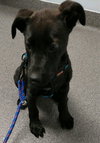 Sheldon - ADOPTED 05.31.19