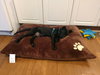 Sheldon - ADOPTED 05.31.19