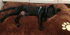 Sheldon - ADOPTED 05.31.19