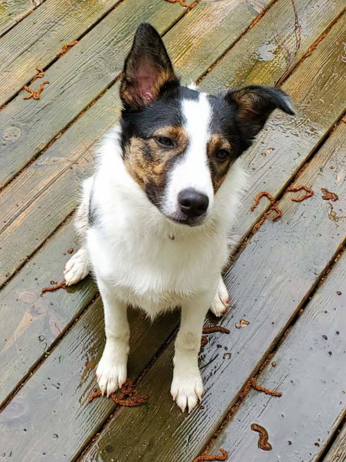 Arya - ADOPTED 06.18.19