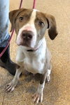Tbone - ADOPTED 07.12.19