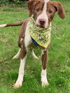 Tbone - ADOPTED 07.12.19