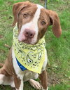 Tbone - ADOPTED 07.12.19
