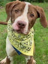 Tbone - ADOPTED 07.12.19