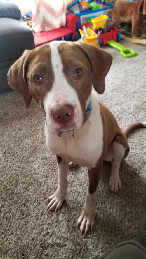 Tbone - ADOPTED 07.12.19