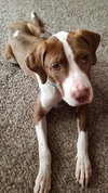 Tbone - ADOPTED 07.12.19