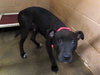 Ps Litter - Celeste (mom) - ADOPTED 08.29.19
