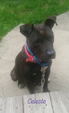 Ps Litter - Celeste (mom) - ADOPTED 08.29.19