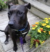 Ps Litter - Celeste (mom) - ADOPTED 08.29.19