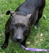 Ps Litter - Celeste (mom) - ADOPTED 08.29.19