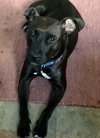 Ps Litter - Celeste (mom) - ADOPTED 08.29.19