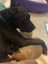 Ps Litter - Celeste (mom) - ADOPTED 08.29.19