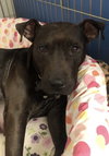 Ps Litter - Celeste (mom) - ADOPTED 08.29.19