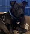Ps Litter - Celeste (mom) - ADOPTED 08.29.19