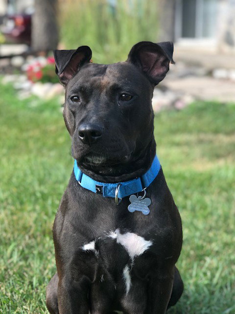 Ps Litter - Celeste (mom) - ADOPTED 08.29.19