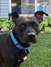 Ps Litter - Celeste (mom) - ADOPTED 08.29.19