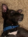 Ps Litter - Celeste (mom) - ADOPTED 08.29.19