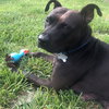 Ps Litter - Celeste (mom) - ADOPTED 08.29.19