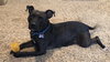 Ps Litter - Celeste (mom) - ADOPTED 08.29.19