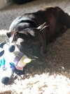 Ps Litter - Celeste (mom) - ADOPTED 08.29.19