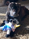 Ps Litter - Celeste (mom) - ADOPTED 08.29.19