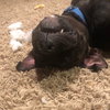 Ps Litter - Celeste (mom) - ADOPTED 08.29.19