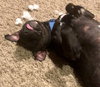 Ps Litter - Celeste (mom) - ADOPTED 08.29.19