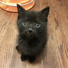 Meatball - ADOPTED 09.07.19