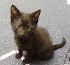 Meatball - ADOPTED 09.07.19