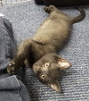 Meatball - ADOPTED 09.07.19