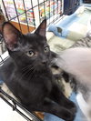 Meatball - ADOPTED 09.07.19